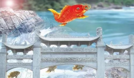 鲤鱼跃龙门视频,见证奇迹的瞬间