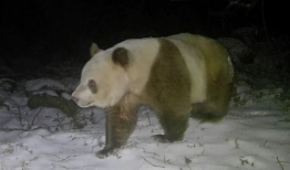 关于大熊猫的视频,国宝的萌态与生态传奇